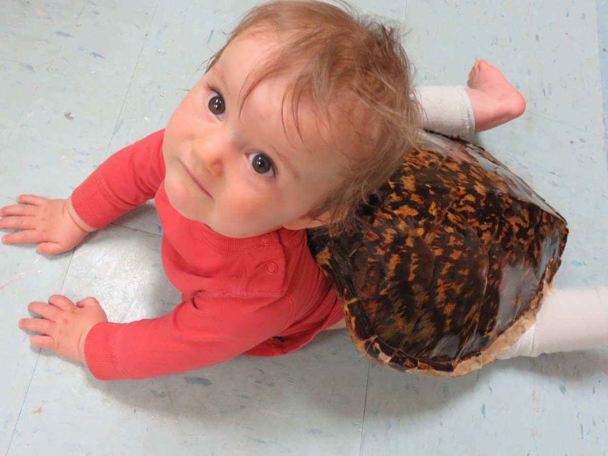 Baby crawling in Museum with tortoise shell on back.