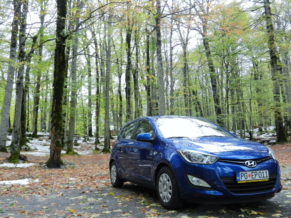 Hire car in forest in Montenegro