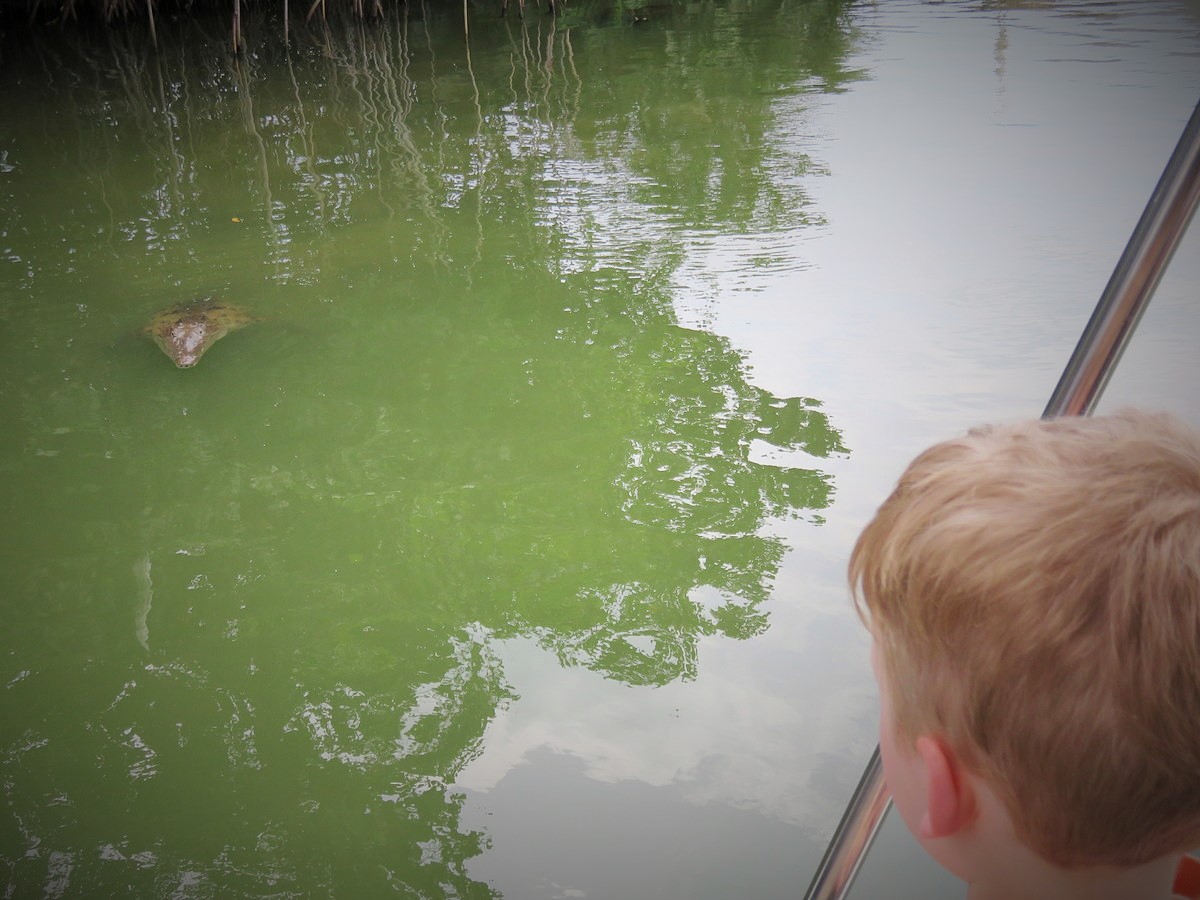 Toddler spotting Crocodiles in Black River, Jamaica