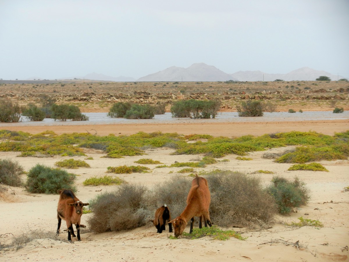 Cape_Verde_Boa_Vista_Goats