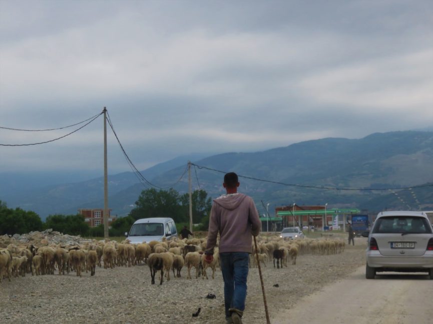 Shepherd in Kosovo herds sheep on road