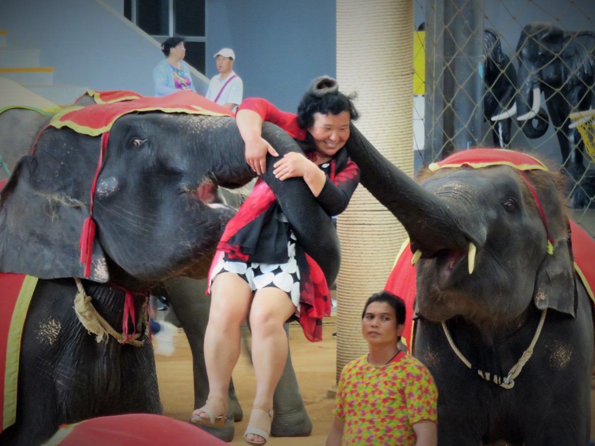 Woman being picked up by elephants at Nong Nooch tropical gardens