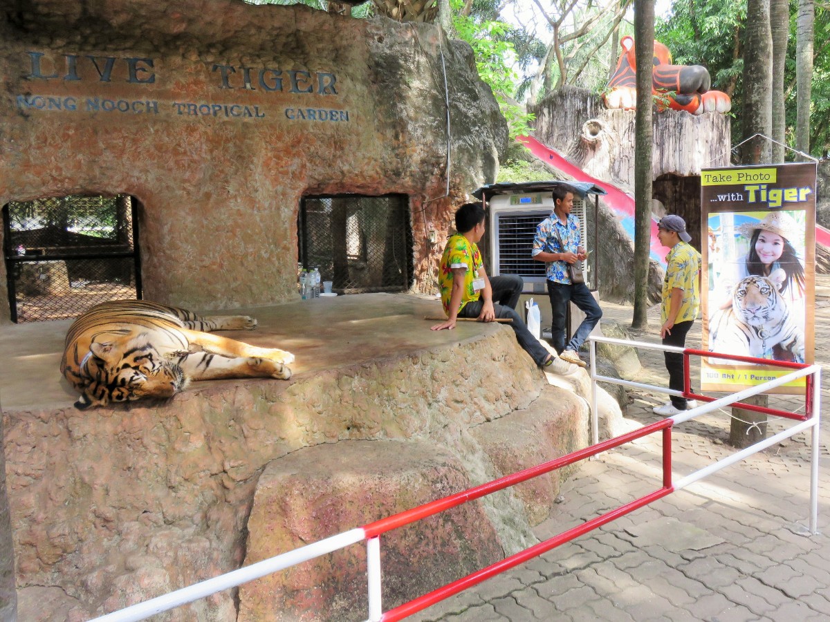 Photos with Tiger at Nong Nooch tropical gardens