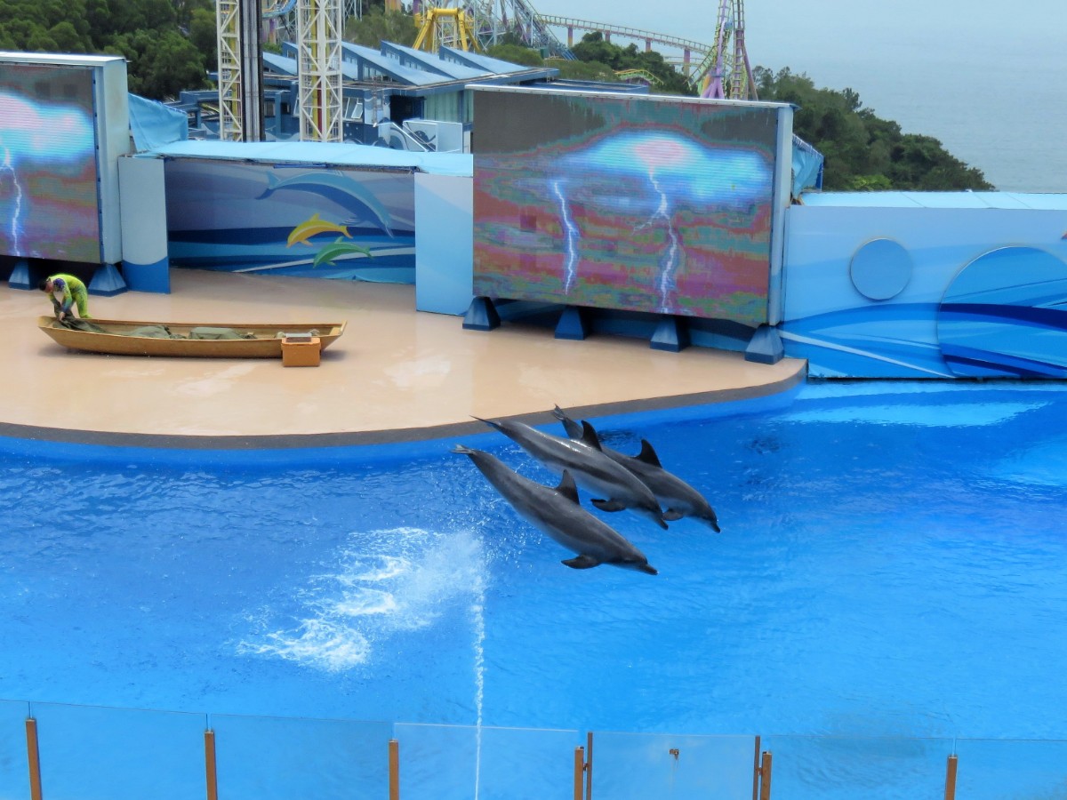 Dolphin show at Ocean Park