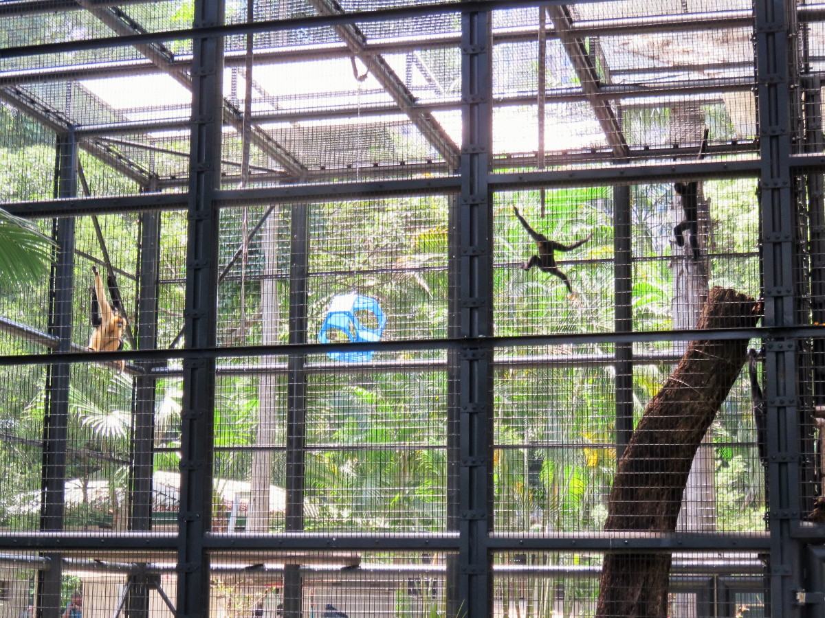 Gibbons at the Hong Kong Zoological and Botanical Gardens
