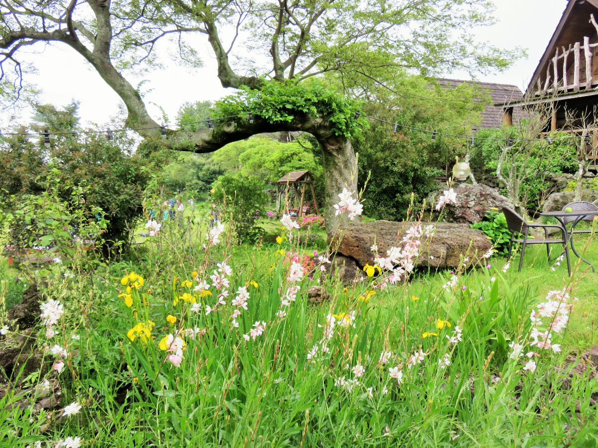 wildflowers on farm Jeju Island