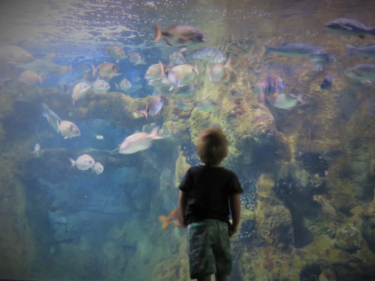 Spain with a toddler: San Sebastien aquarium