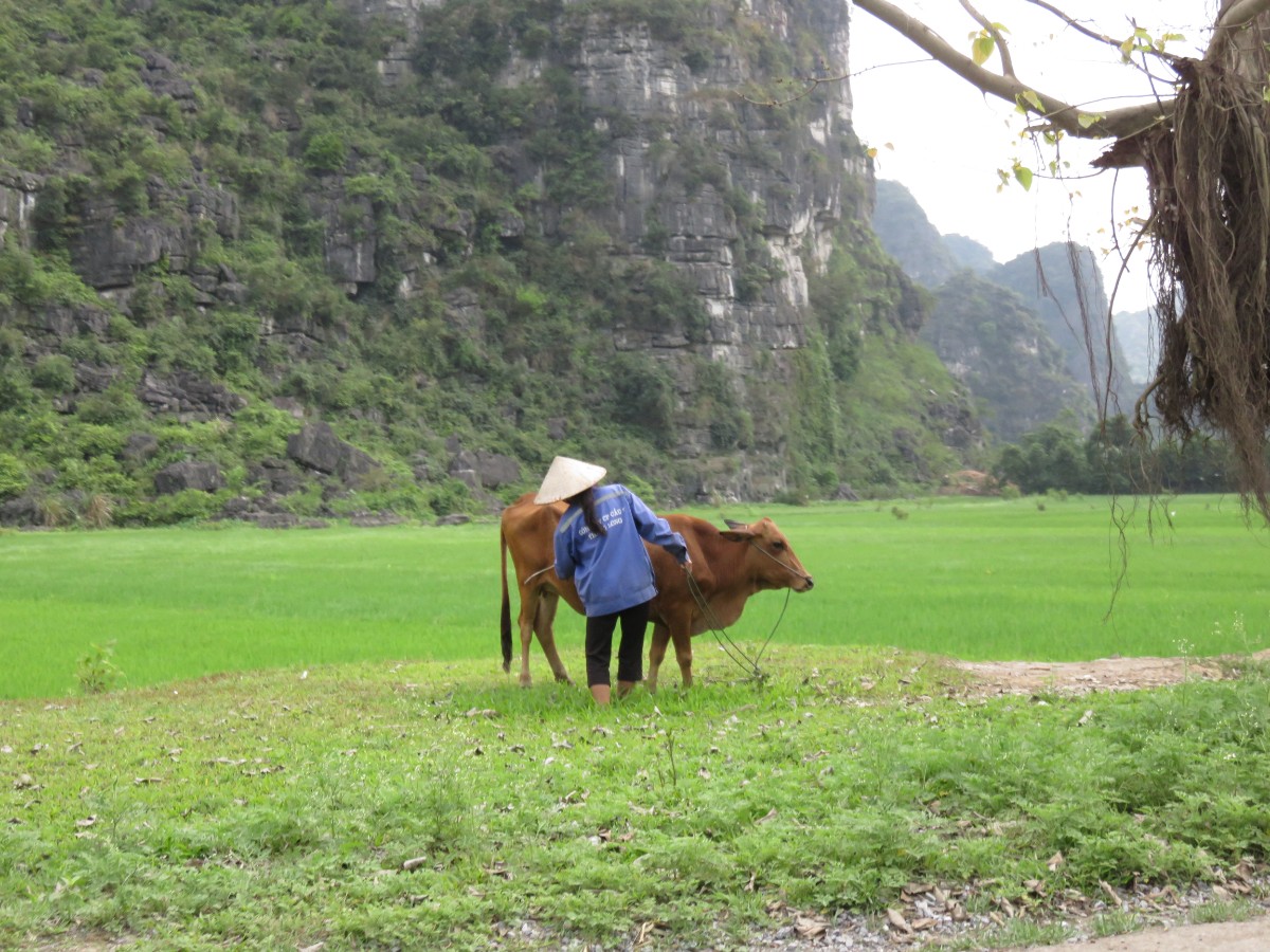 women with cow Ninh Binh