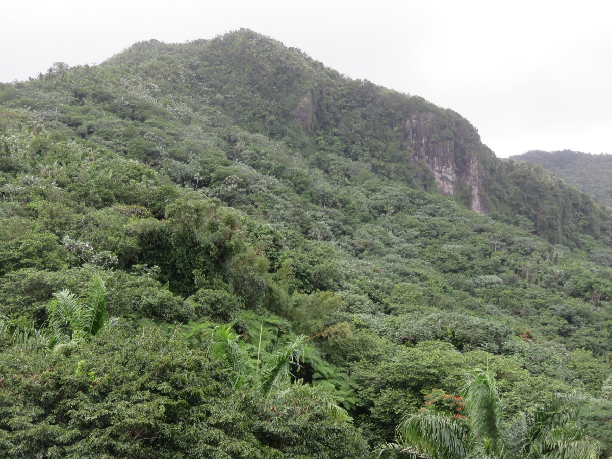 view over el yunque rainforest puerto rico