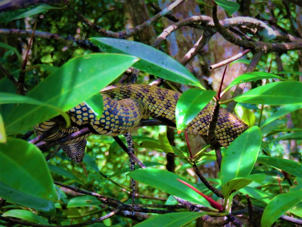 poisonous snake langkawi