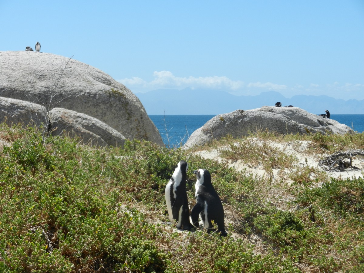 penguins in south africa