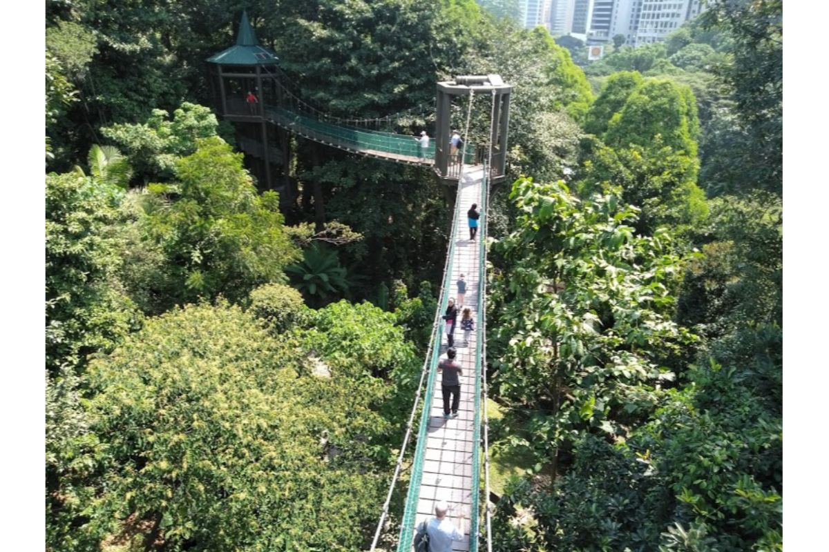 canopy walkway at kl eco forest park