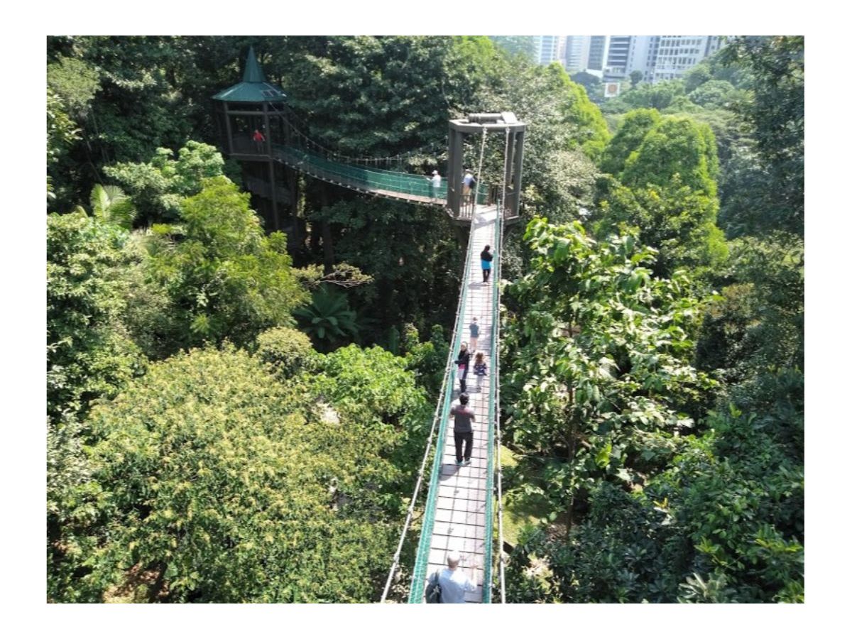 view of canopy walkway in and jungle in KL Forest Eco Park