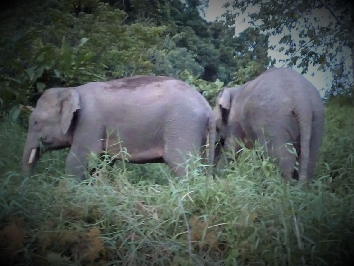 Wild pygmy elephants spotted on our cruise along the Kinabanangtan river, Sabah, Malaysia
