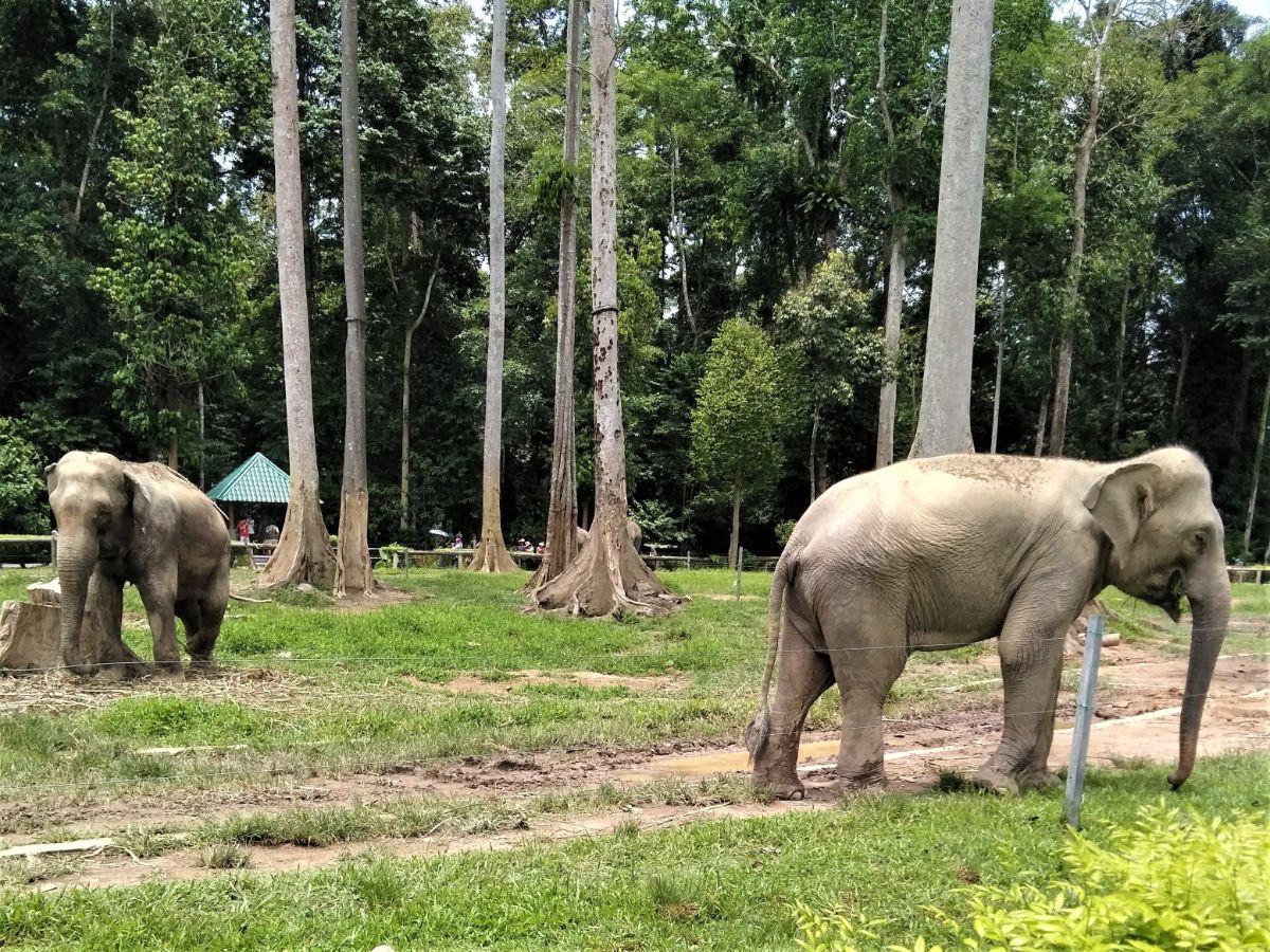 elephants in Gandah Elephant Sanctuary Pahang Malaysia