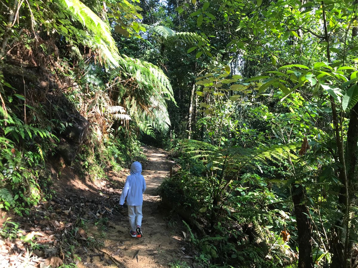 boy walking in Fraser's Hill