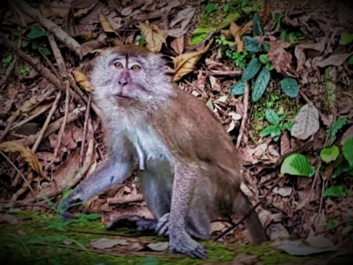 macaque monkey at Batu Caves, Kuala Lumpur, Malaysia