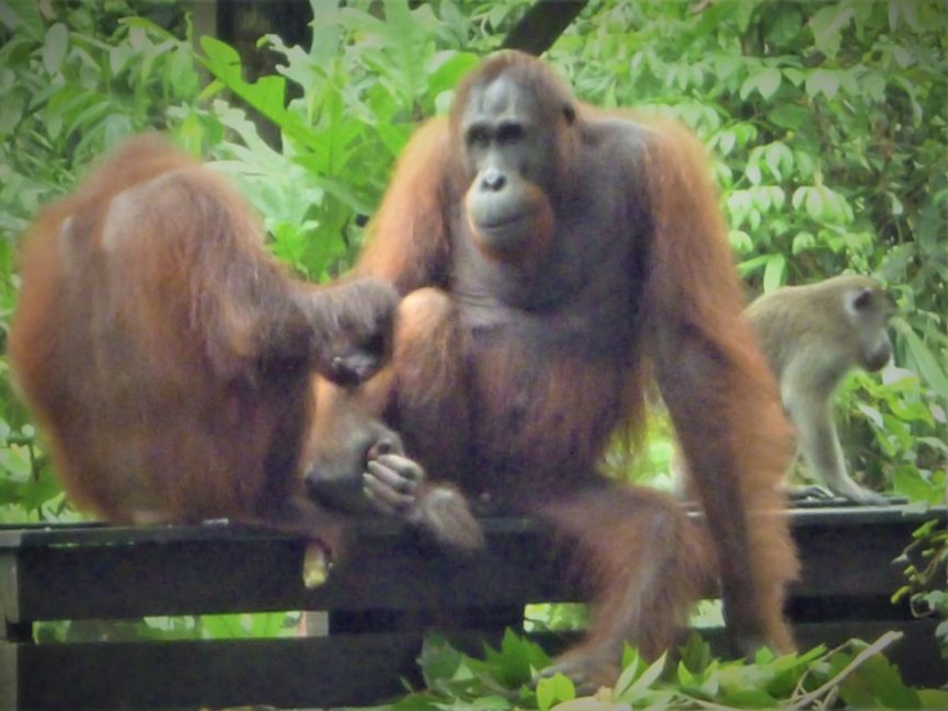 orangutans feeding in Sepilok Rehabiliatation Centre