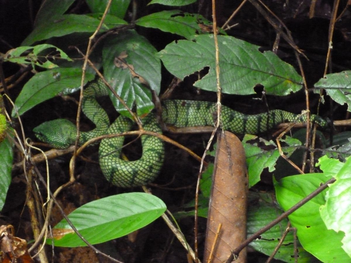 A green tree snake in Borneo rainforest, Malaysia