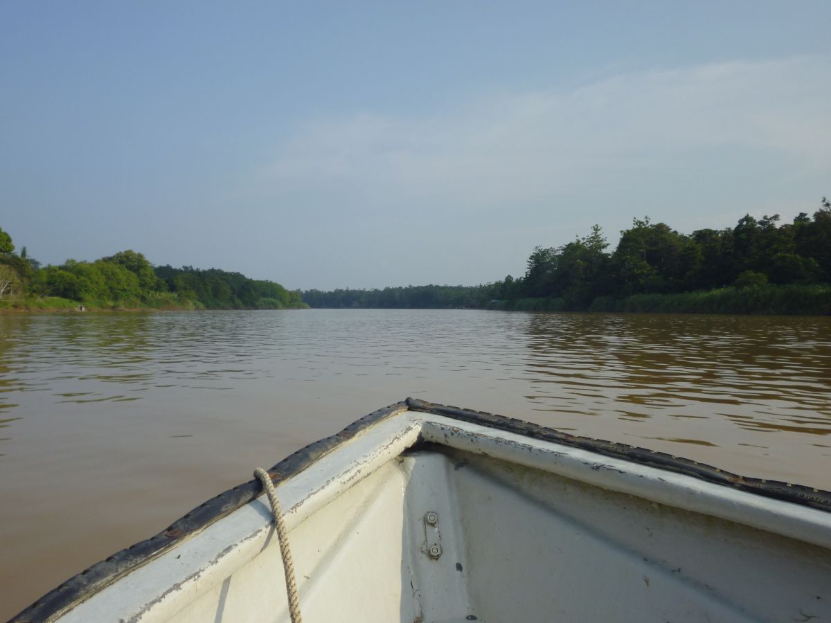 cruising the Kinabatangan River
