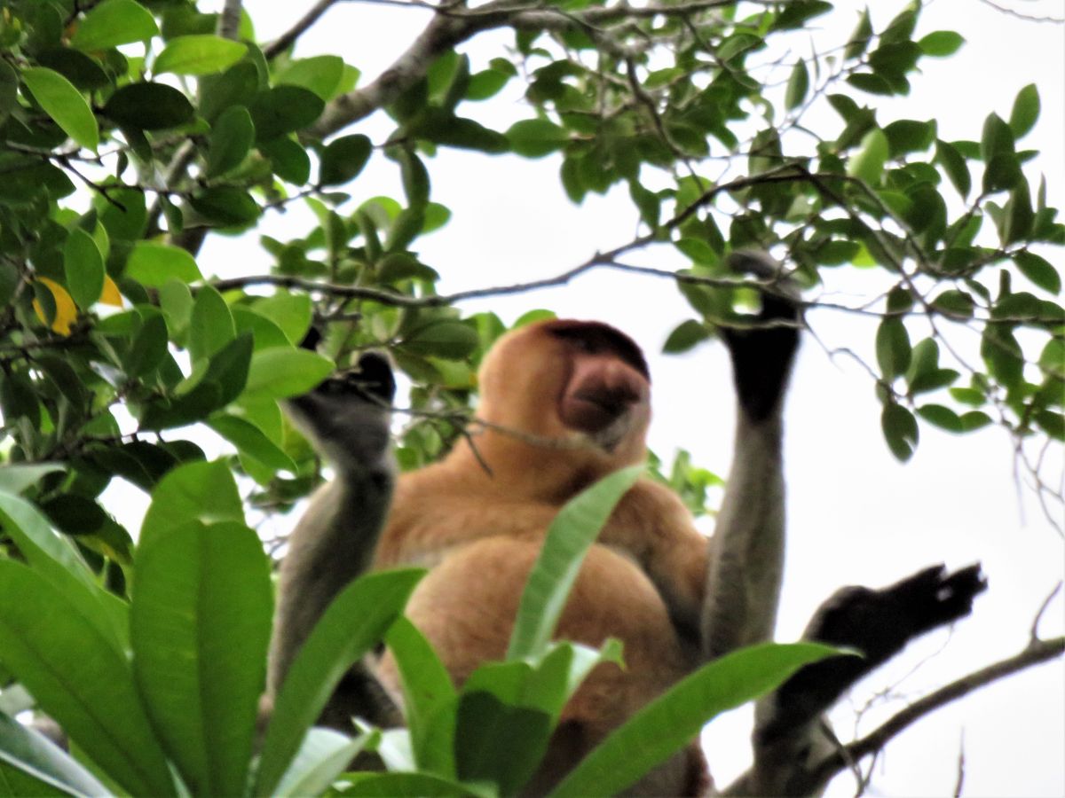 Probiscus monkey near Klias River