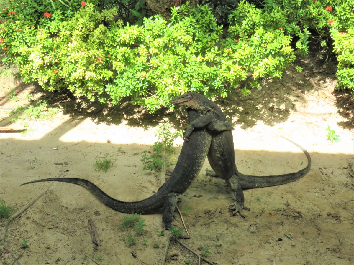 Two monitor lizards fighting on Manukan Island, Sabah