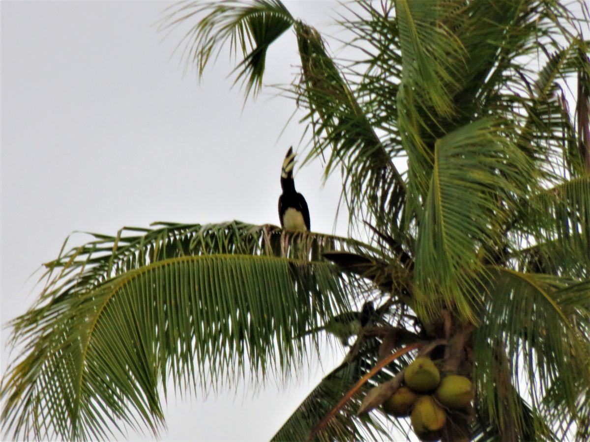 hornbill high in treetops near Klias River